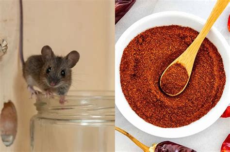 Cara Ampuh Mengusir Tikus Dan Curut Di Rumah Gak Bakal Balik Lagi