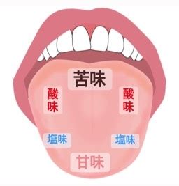 舌の味覚－横浜エス歯科クリニック