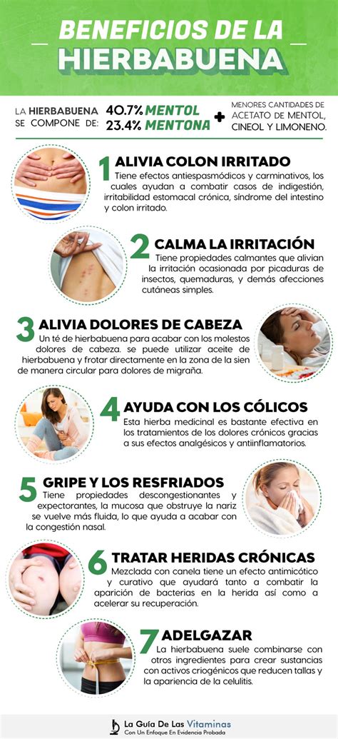 Hierbabuena Usos Medicinales Beneficios Y Precauciones La Guía De