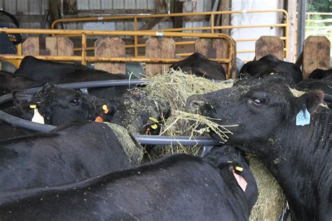 Efficiently Feeding Hay To Cattle Umn Extension