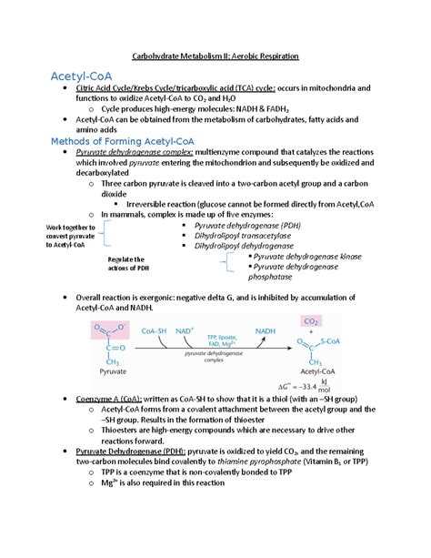 Carbohydrate Metabolism Ii Coenzyme A Coa Written As Coa Sh To