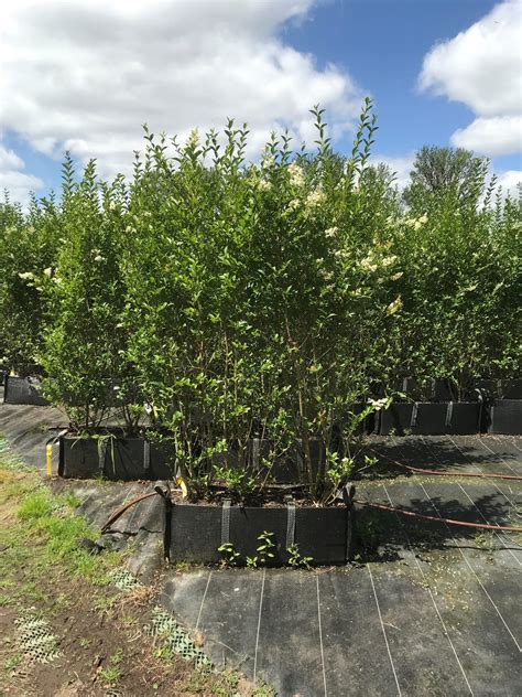 Thuja Practical Instant Hedge | UK Grown