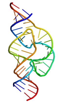 Ribozyme - Simple English Wikipedia, the free encyclopedia