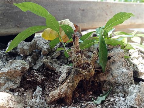 pohon kecil akar  photo  pixabay pixabay