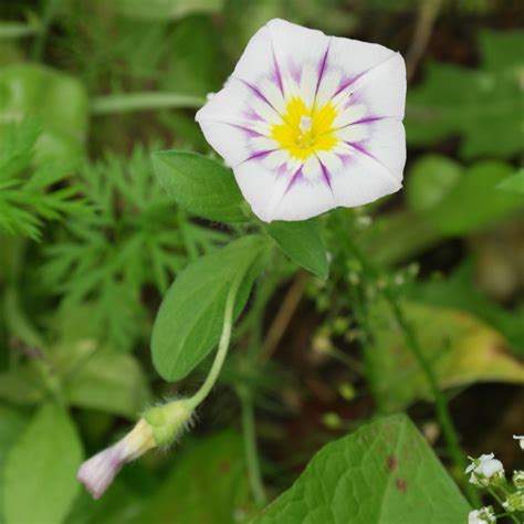 Convolvulus tricolor