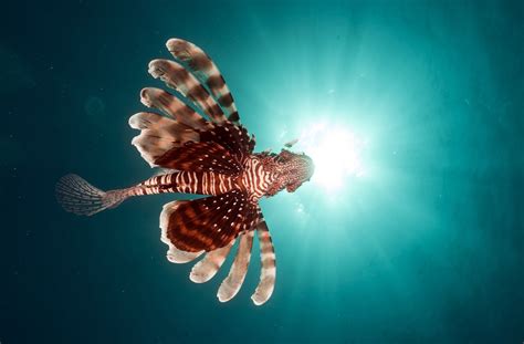 Download Sea Underwater Ocean Animal Lionfish Hd Wallpaper