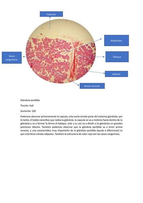 Glándula parótida practuca4 de histo Glándula parótida Tinción HyE