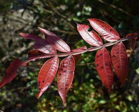 1 Free Winged Sumac And Foliage Photos Pixabay