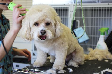 What Do I Need To Start A Dog Grooming Business At Derrick Hall Blog