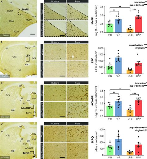 Expression Of CFos Immunohistochemistry In Some Nuclei Of The