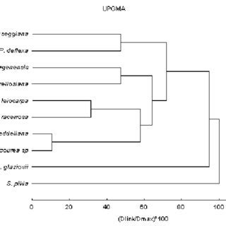 Phenogram Showing The Phenetic Relationships Among The Anatomical And