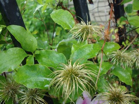 Photo Of The Seed Pods Or Heads Of Clematis Nelly Moser Posted By