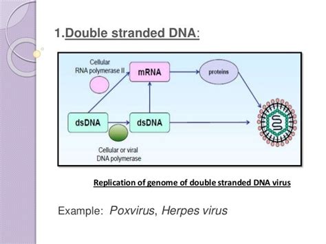 Viral Replication