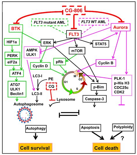 Concomitant Targeting Of Flt3 And Btk Overcomes Flt3 Inhibitor