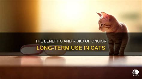 The Benefits And Risks Of Onsior Long Term Use In Cats Petshun