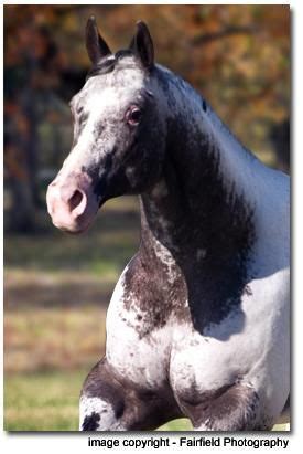 appaloosa horse club membership - Applaudable Vodcast Image Database