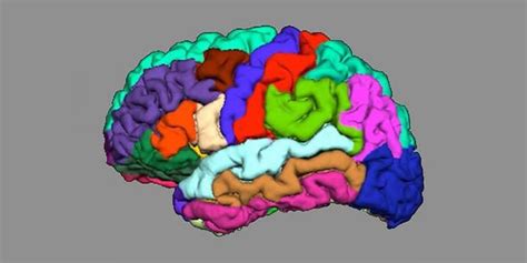 Indications of Psychosis Appear in Cortical Folding - Neuroscience News