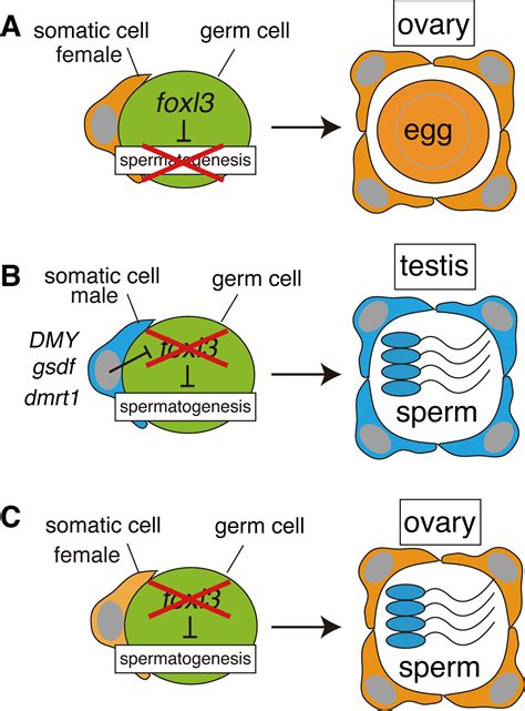 The Mechanism Of Germline Sex Determination In Vertebrates