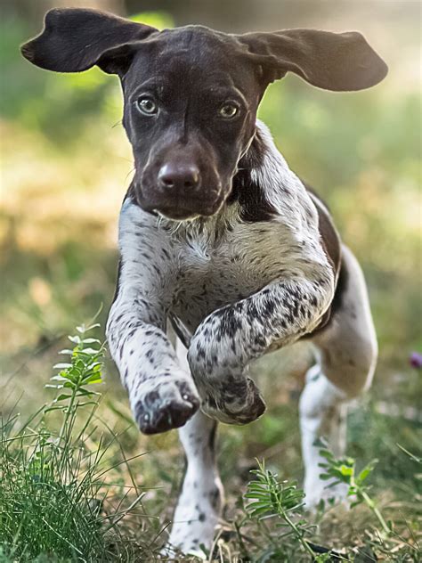 German Shorthaired Pointer - Training Course on German Shorthaired Pointer