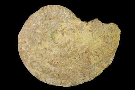 2.5" Jurassic Ammonite (Taramelliceras) Fossil - France (#157224) For ...