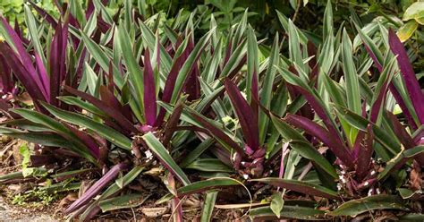 How To Care For Oyster Plant Tradescantia Spathacea