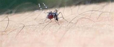 Un Estudio Alerta De La Invasi N De Mosquitos Que Se Alimentan De