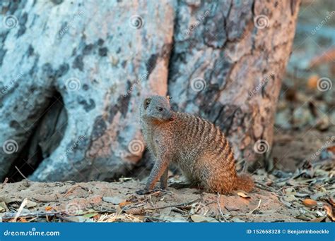 Mongoose In Chobe Nationalpark In Botswana In Africa Stock Photo