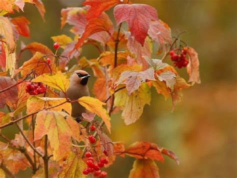 Bird And Autumn Wallpapers - Wallpaper Cave