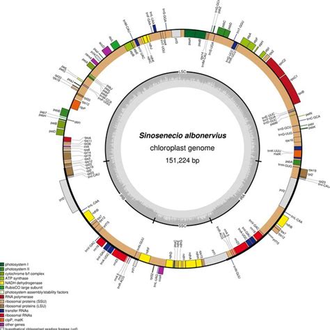 Gene Map Of The Chloroplast Genomes Of S Albonervius Genes Inside The