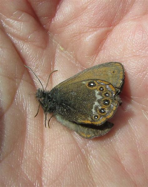 Scarce Heath From On June At