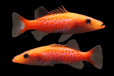 dr seuss fish quality marine