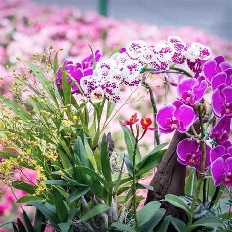 Growing Orchids For Beginners