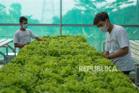 Panen Sayur Hidroponik Di Pekalongan Republika Online