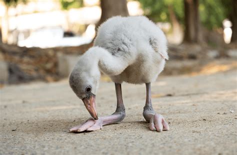 baby greater flamingo