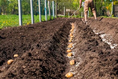 Quand Et Comment Planter La Pomme De Terre