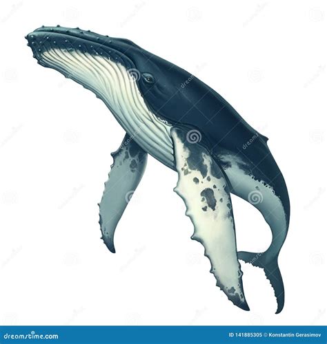 Whale. Humpback Whale Watercolor Illustration. Royalty-Free Cartoon ...