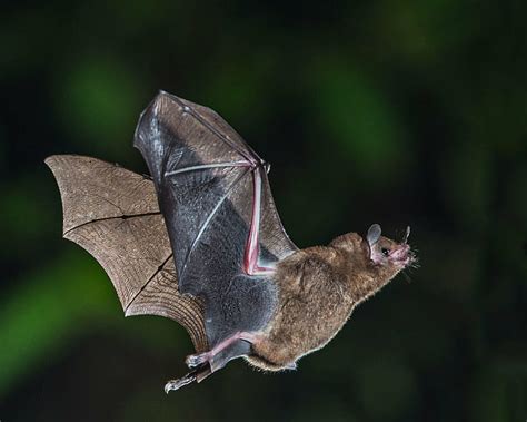 HD wallpaper: brown bat photo, fruit bat, fruit bat, Short-tailed, In ...