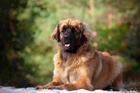 Leonberger Leo Full Profile History And Care