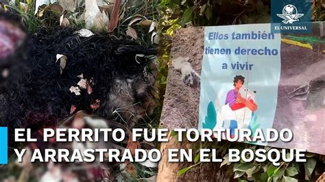 Hallan Otro Perro Asesinado En El Bosque De Nativitas Vecinos Se Lo