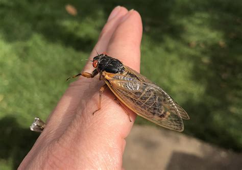 Cicada Update Outburst May Hold Off Until Mid May The Washington Post