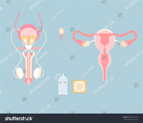 Male Female Reproductive System Sperm Condom Stock Vector Royalty Free