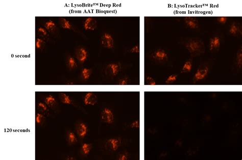 LysoBrite™ Deep Red | AAT Bioquest