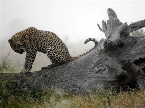 Powerful Photo Of The Day From National Geographic Pics