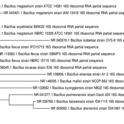 Neighbor Joining Phylogenetic Tree Of Bacillus Megaterium Strain An