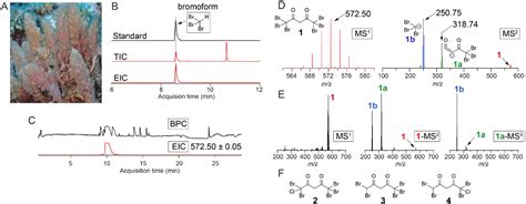 Figure From Genetic And Biochemical Reconstitution Of Bromoform