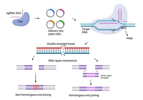 Schematic Representation Of The CRISPR Cas9 Genome Editing Mechanism In