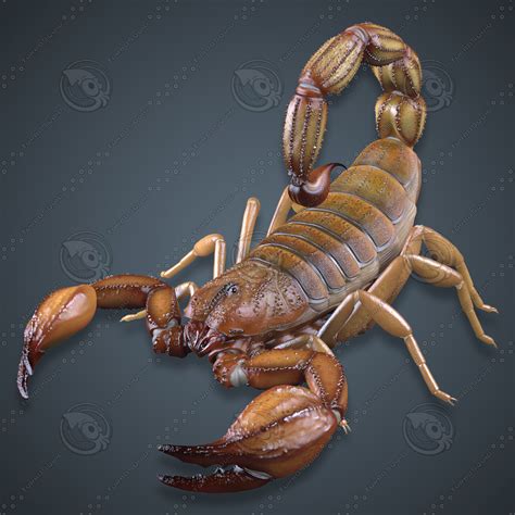 Brown Scorpion 3d Model