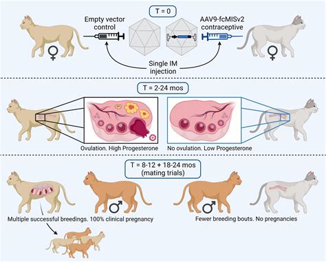 dogs and cats breeding 2