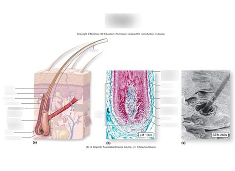 hair structure diagram Diagram | Quizlet