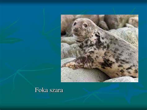 PPT Morze Bałtyckie Baltic Sea PowerPoint Presentation free download